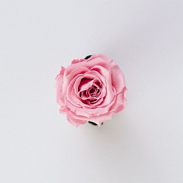 Evighetsros Rosa