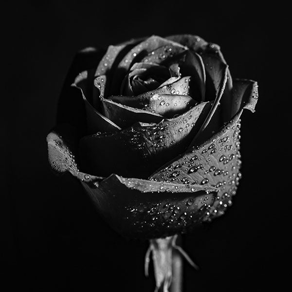 Rosbjörn - Bärnsten